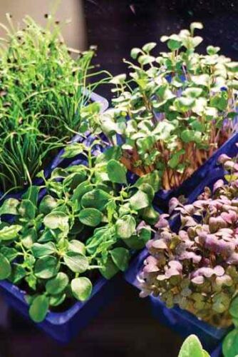 The Magic of Microgreens